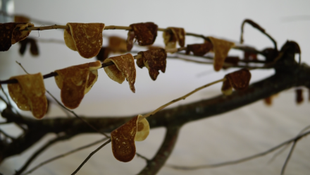 Flat bread on tree