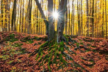 roots to results