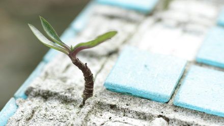 plant sprouting in between tiles