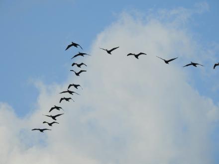 flock of birds in a V formation