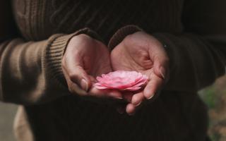 Hands holding a flower