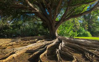 Roots spreading from a tree