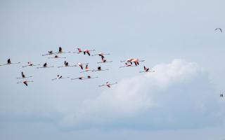 flamingos migrating