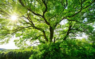 tree