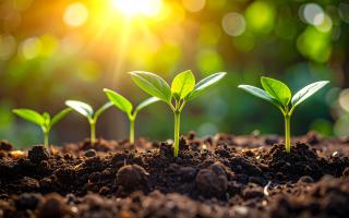 plants sprouting from the ground