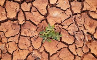 Plant growing in the desert - 